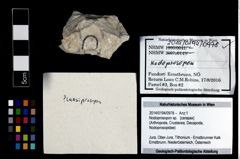 Foto (Objekt + Etikett) von Nodoprosopon sp.  (NHMW-GEO-2014-0194-0978)